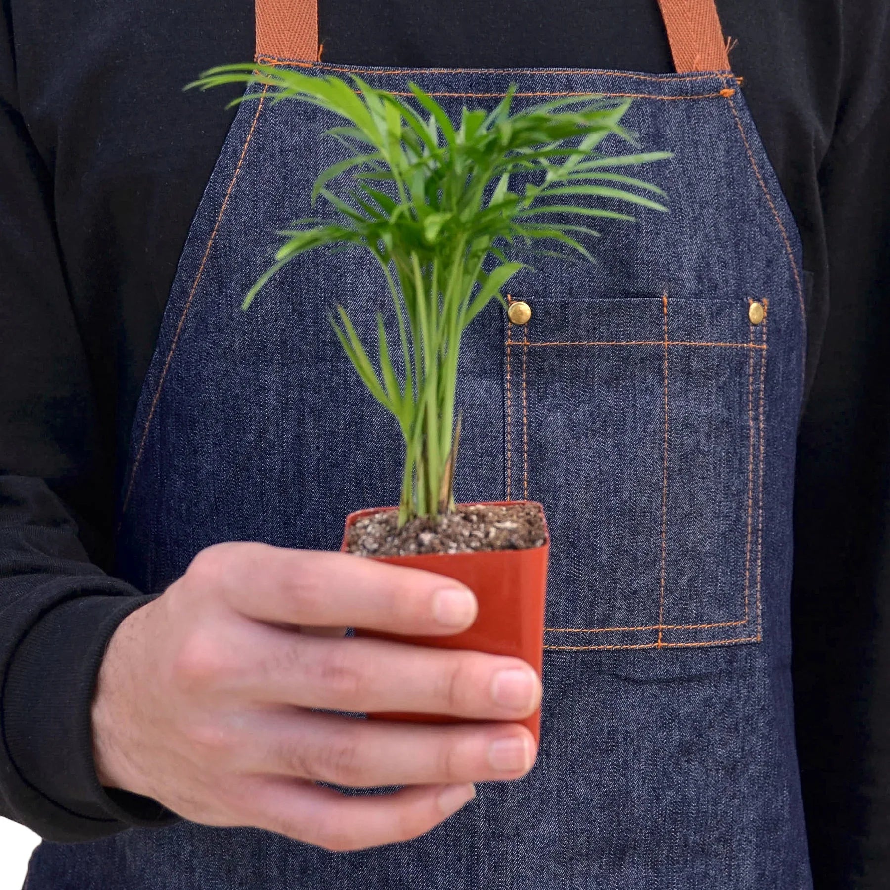 Small Parlor Palm in a red pot held by a person wearing a blue denim apron.