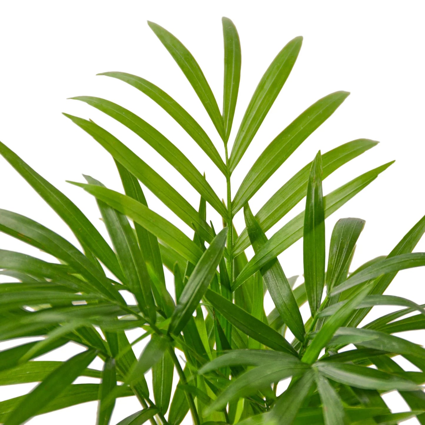 Vibrant green Parlor Palm with slender, fanned leaves, ideal for indoor low-light conditions.