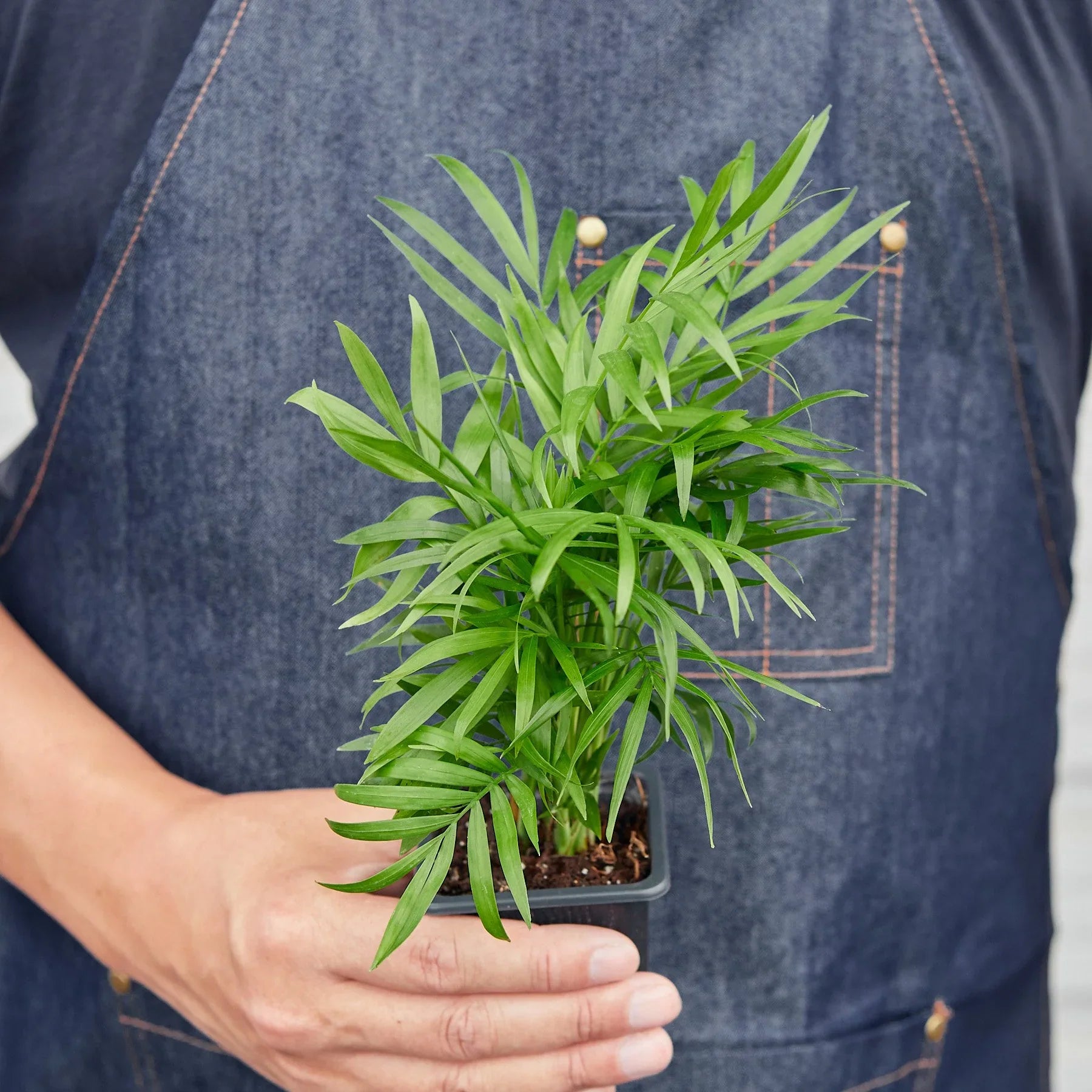 Person in a denim apron holding a small, vibrant green Parlor Palm in a black nursery pot.
