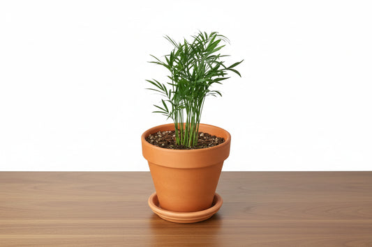 Vibrant green parlor palm in a terracotta pot with saucer on a wooden surface.