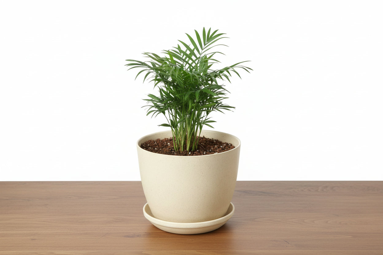 Vibrant green Parlor Palm in a light beige pot with a matching saucer on a wooden surface.