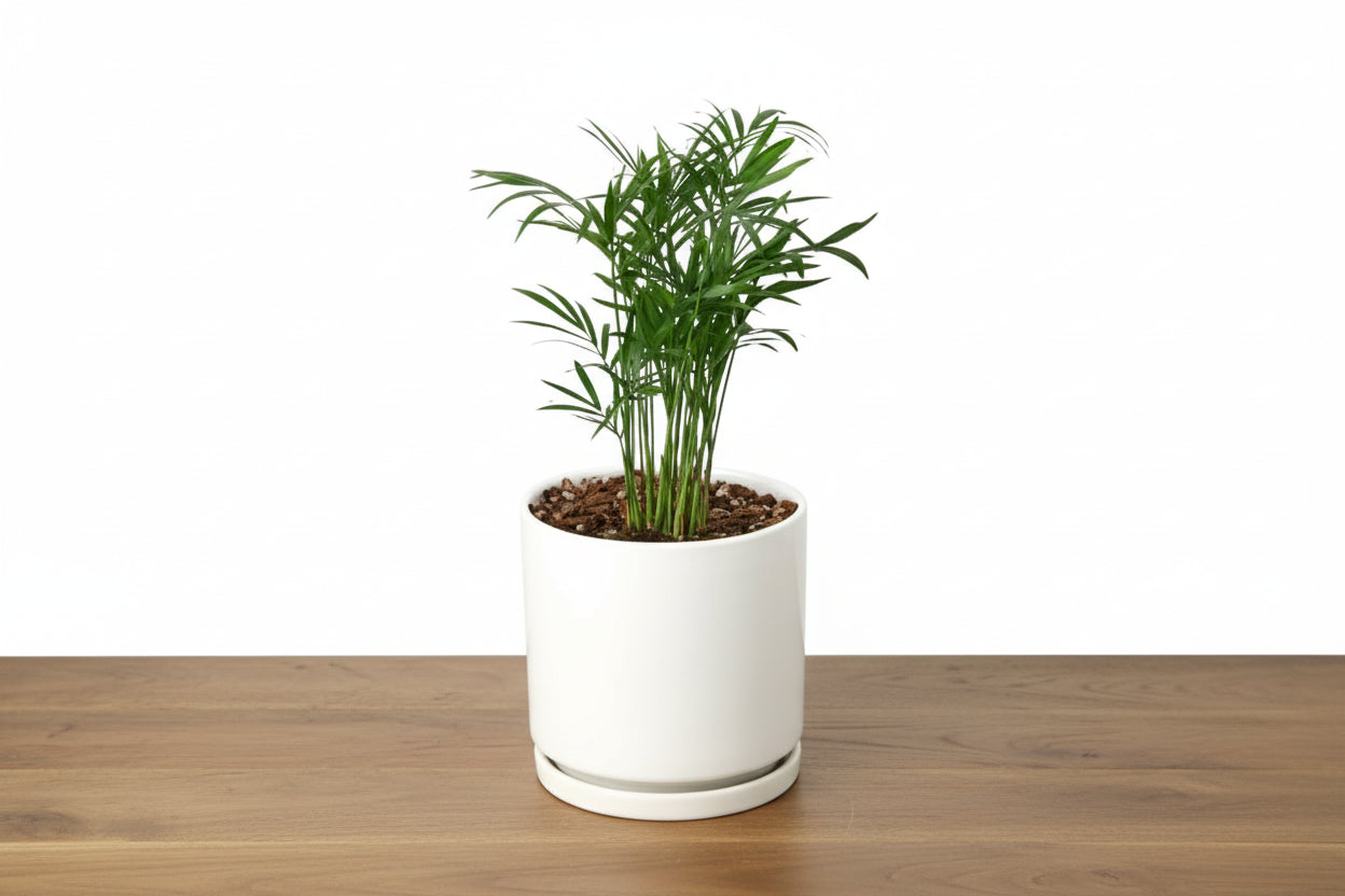 Lush green parlor palm in a sleek white ceramic pot with a matching saucer on a wooden surface.
