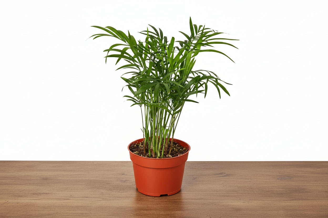Vibrant green Parlor Palm in a terracotta pot on a wooden surface, ideal for indoor decor.