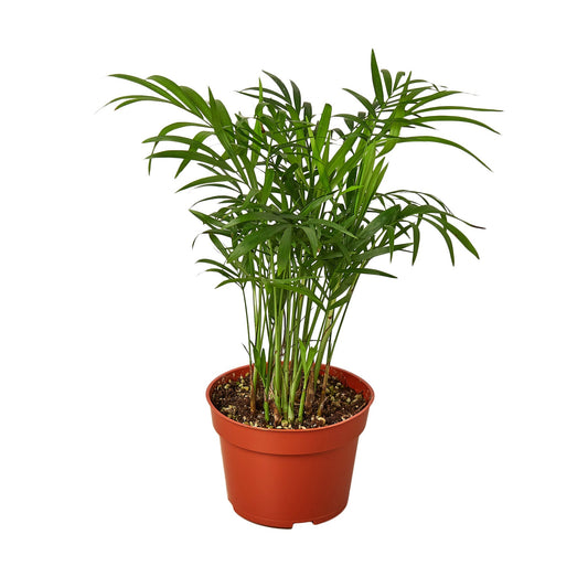 Vibrant green Parlor Palm plant with feather shaped green fronds in a brown pot.
