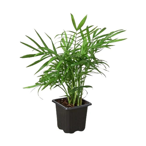 Vibrant green Parlor Palm in a black square planter, ideal for indoor low-light conditions.