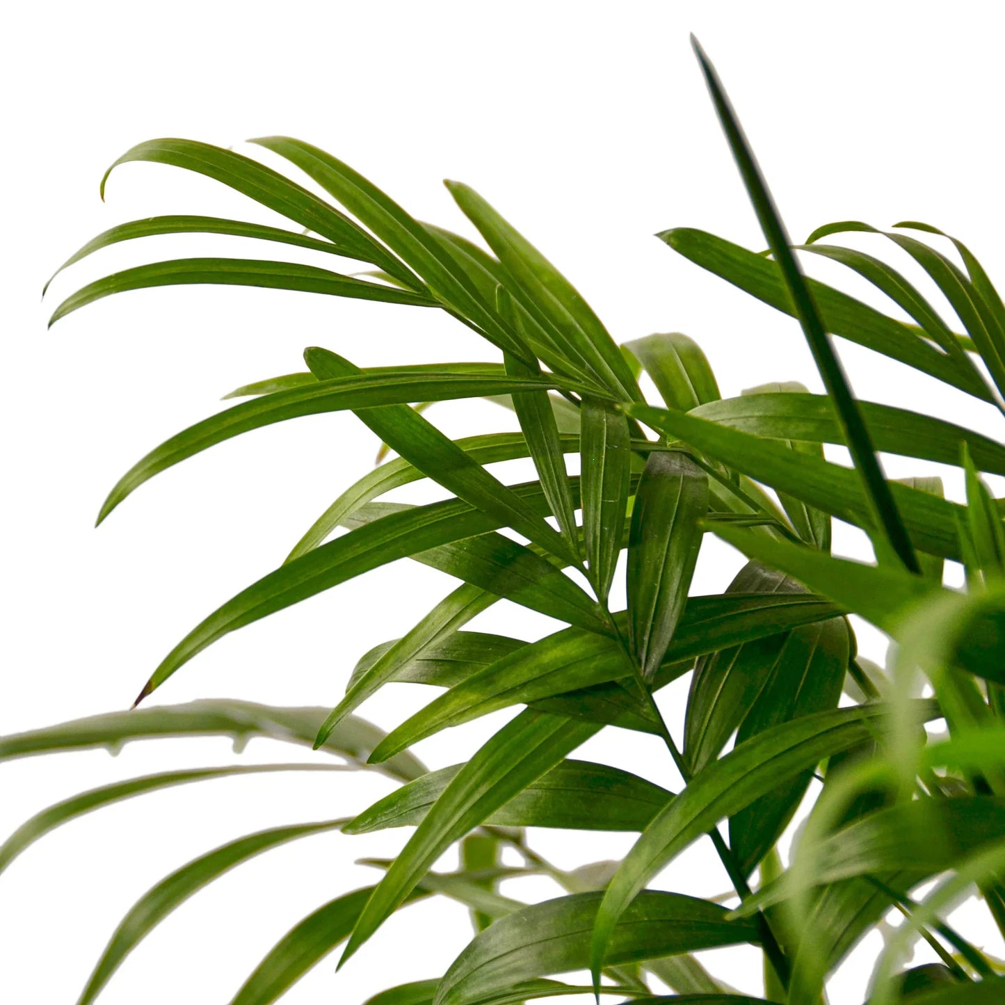 Lush green Parlor Palm leaves with slender, pointed fronds against a white background.