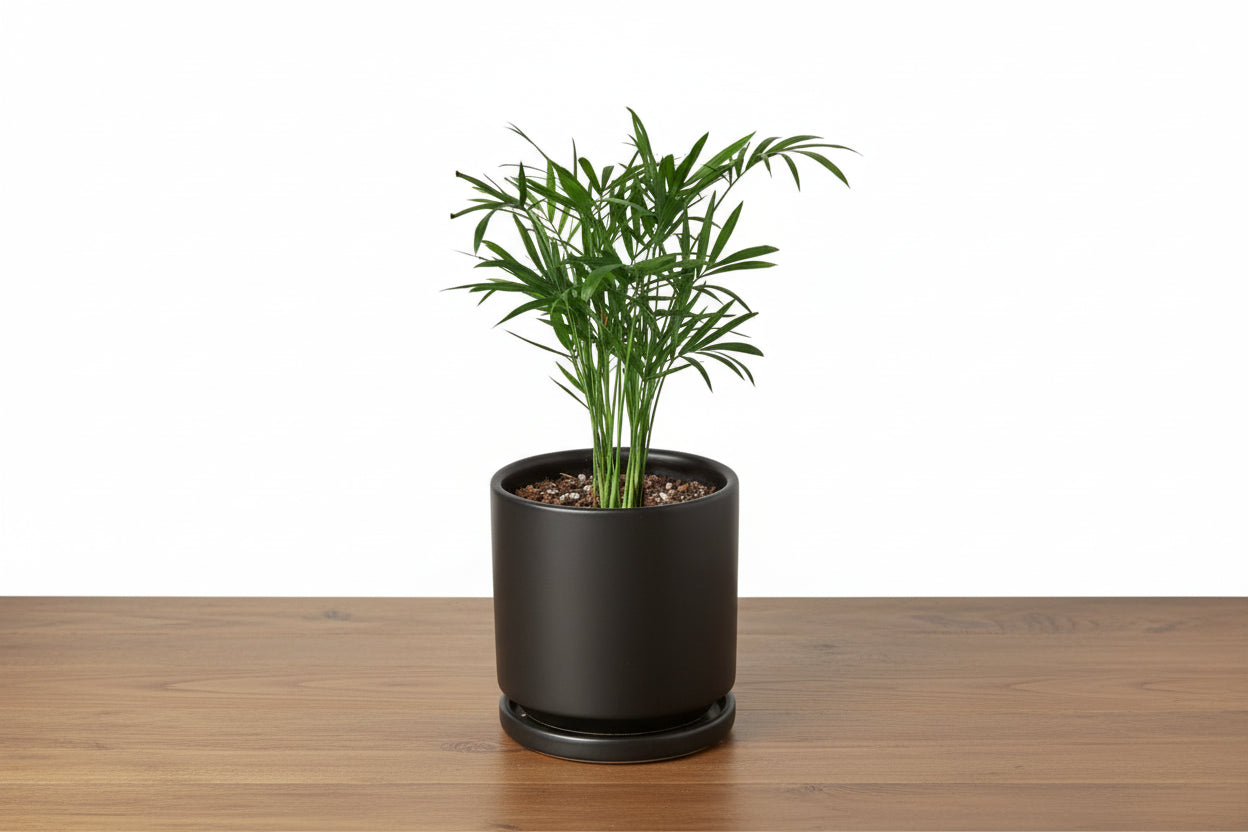 Vibrant green parlor palm in a sleek black ceramic pot with a matching saucer on a wooden surface.