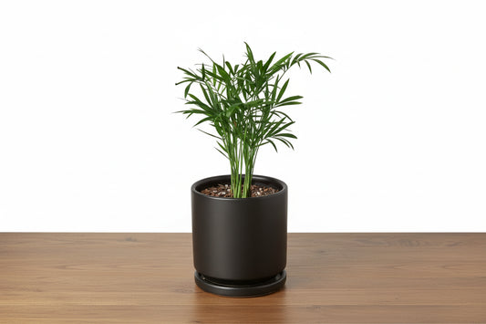 Vibrant green parlor palm in a sleek black ceramic pot with a matching saucer on a wooden surface.