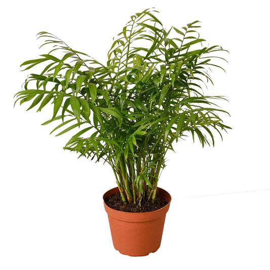 Lush compact Parlor Palm with green feather shaped frond leaves in a brown pot