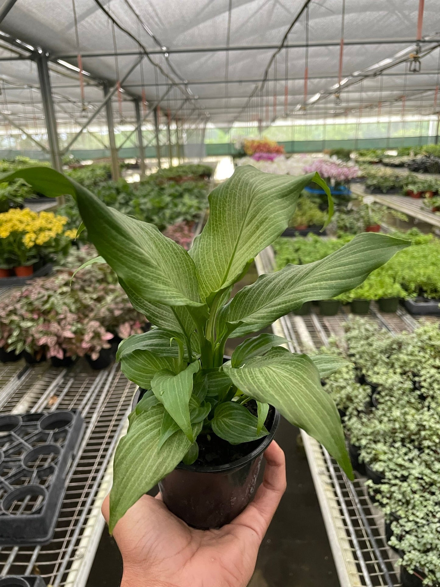 Peace Lily 'Platinum Mist' with silvery-white variegated leaves in a black pot, held in a greenhouse.