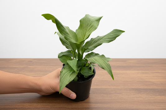 Hand holding a small Peace Lily 'Platinum Mist' plant with silvery-white variegated leaves in a black pot.