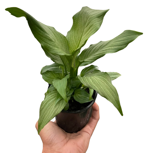 Hand holding a small Peace Lily 'Platinum Mist' plant with silvery-white variegated leaves in a black pot.