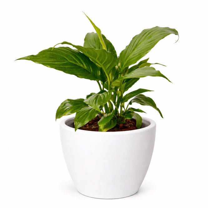 Vibrant Peace Lily (Spathiphyllum) plant with glossy green leaves in a white ceramic pot.