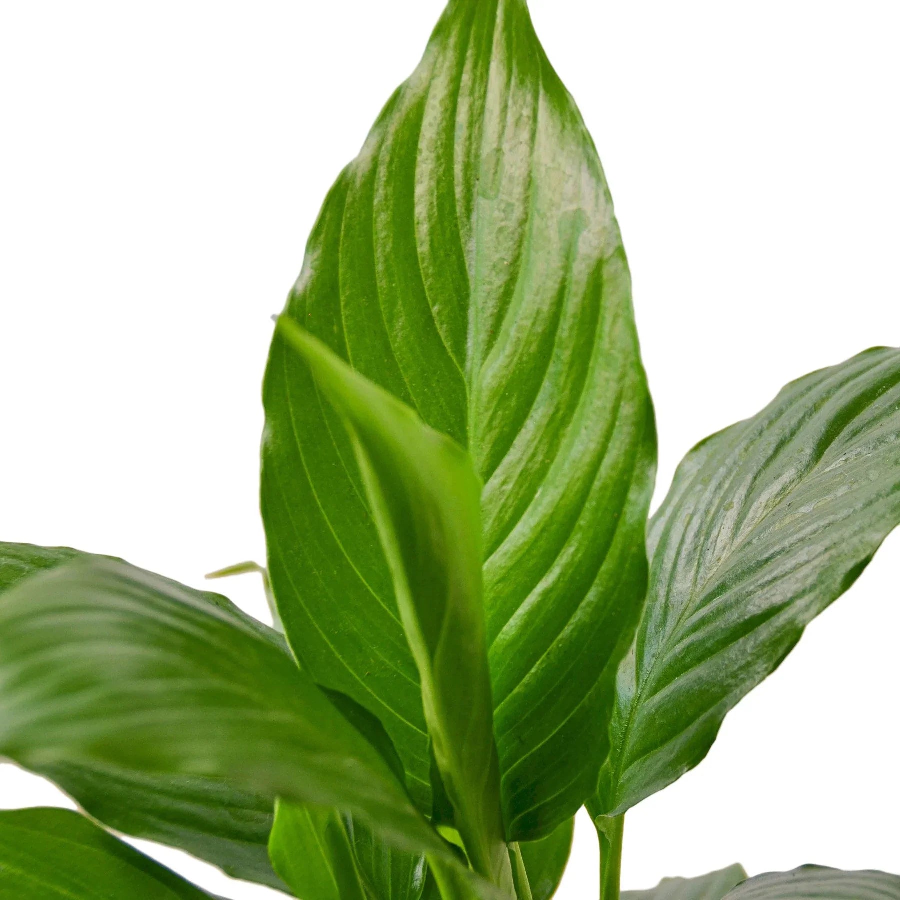 Close-up of a Peace Lily (Spathiphyllum) with glossy deep green leaves and a new unfurling leaf.