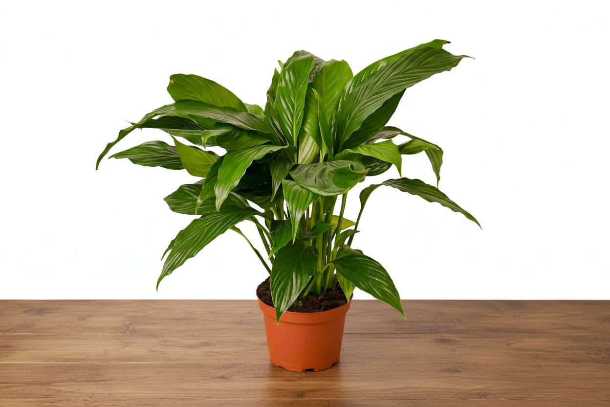Lush Peace Lily (Spathiphyllum) plant with glossy green leaves in a brown pot on a wooden surface.