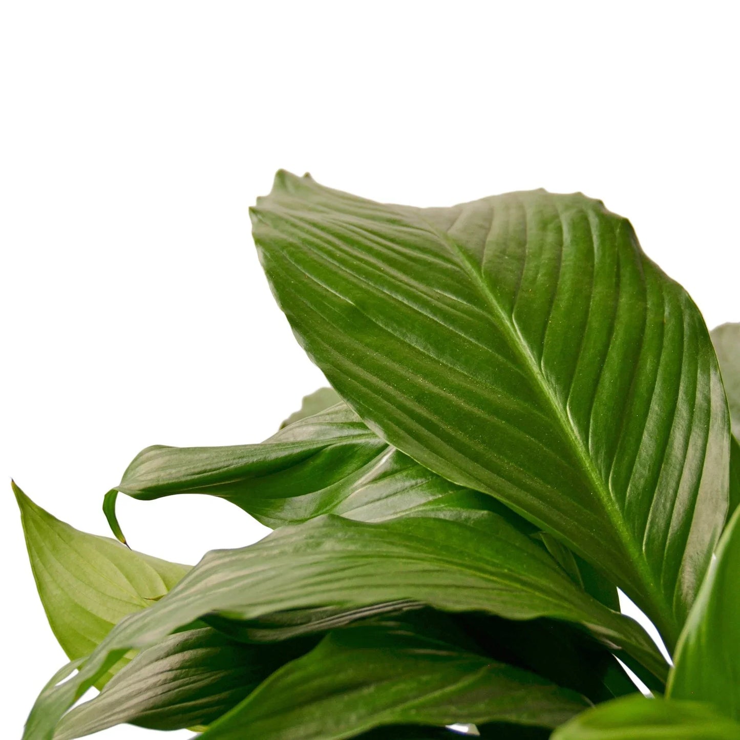 Close-up of vibrant, glossy green Peace Lily (Spathiphyllum) leaves with prominent veins.