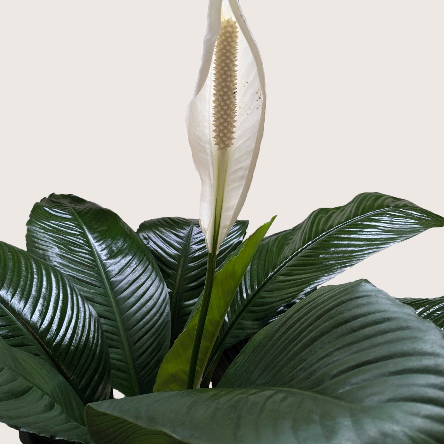 Lush Peace Lily plant with glossy dark green leaves and a striking white spathe bloom.
