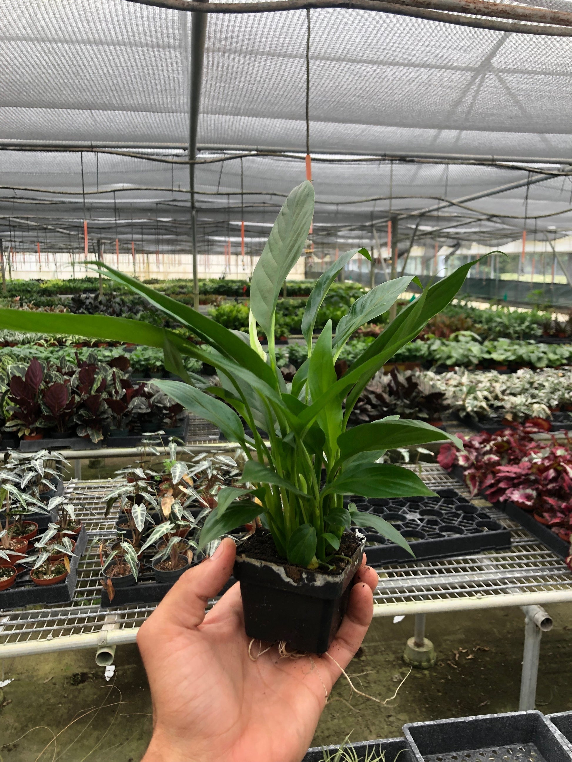 Hand holding a young Peace Lily (Spathiphyllum) plant with glossy green leaves in a black nursery pot.