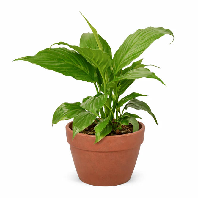 Lush Peace Lily (Spathiphyllum) plant with glossy green leaves in a rustic terracotta pot.