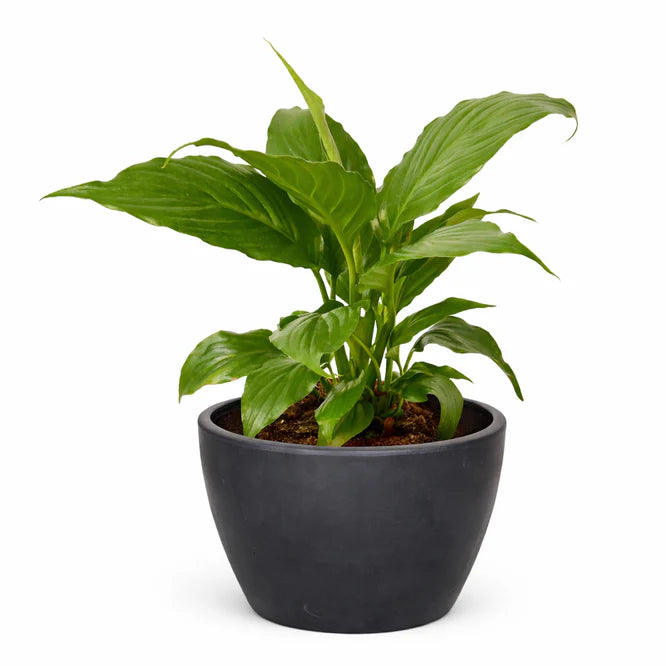 Lush Peace Lily (Spathiphyllum) houseplant with glossy green leaves in a dark gray pot.