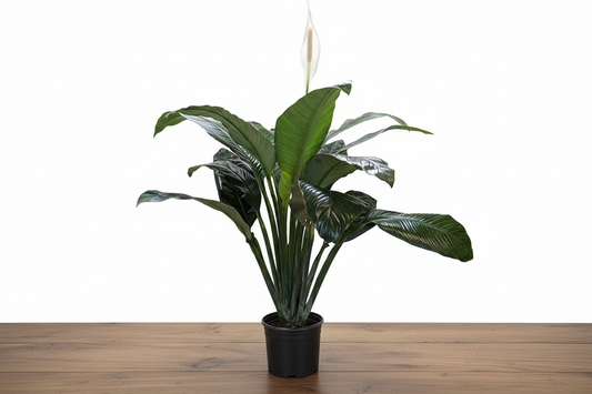 Lush Peace Lily plant with glossy dark green leaves and a single elegant white bloom in a black pot.