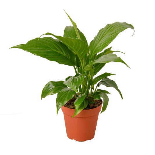 Lush green Peace Lily plant with big green thick leaves in a brown pot.