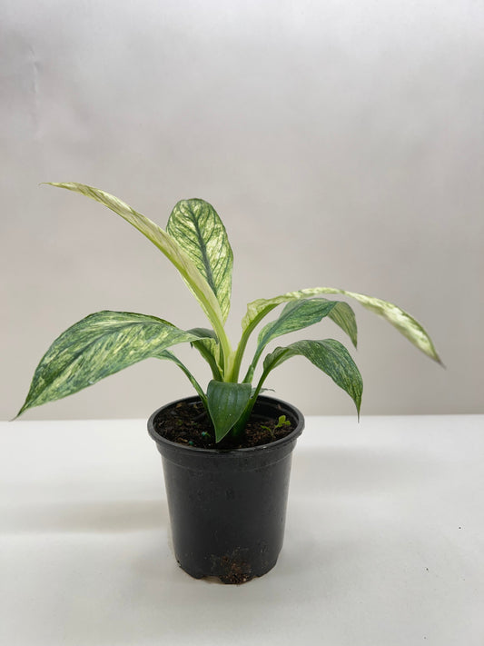 Peace Lily variegated Jessica