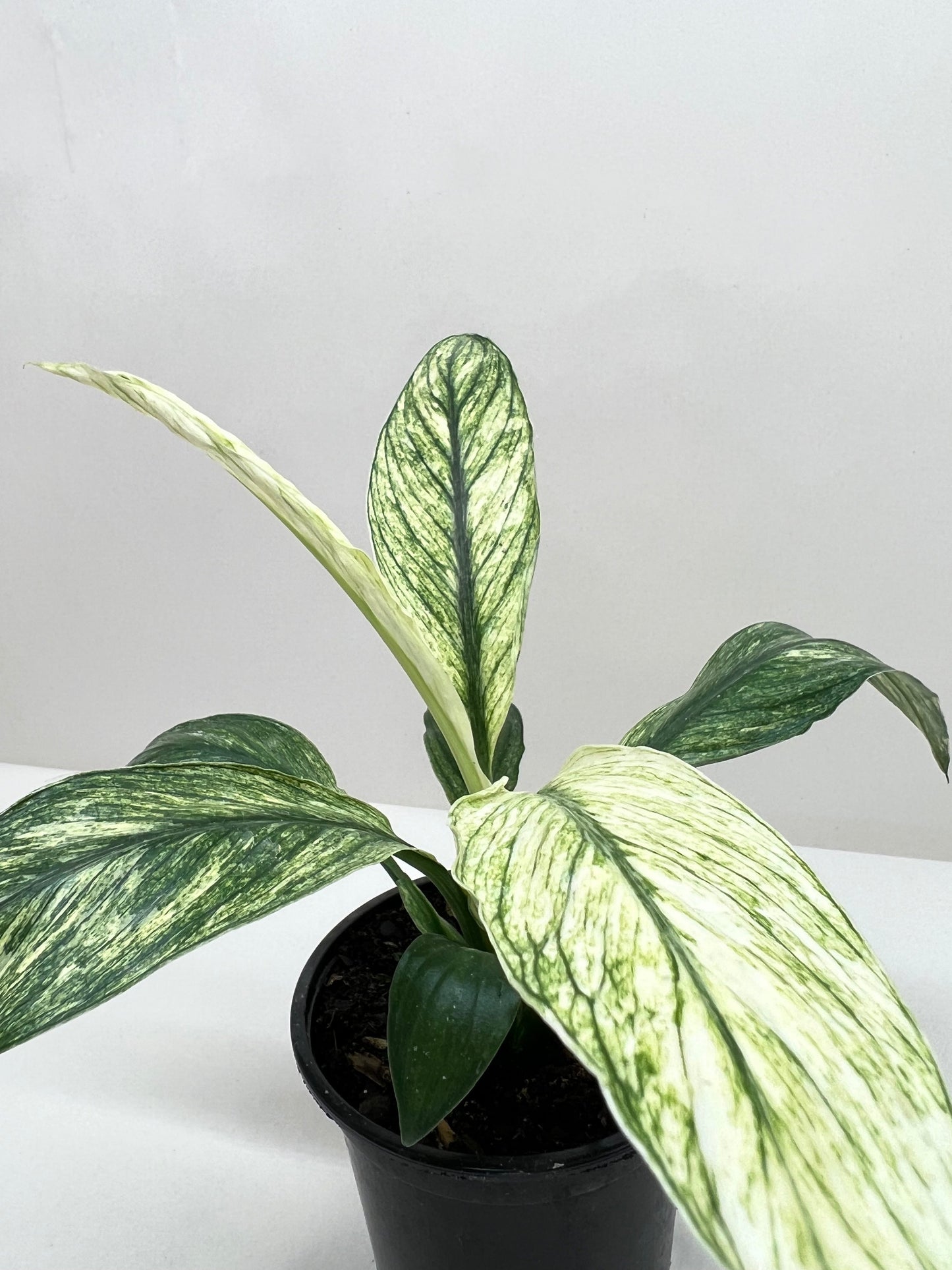 Peace Lily variegated Jessica