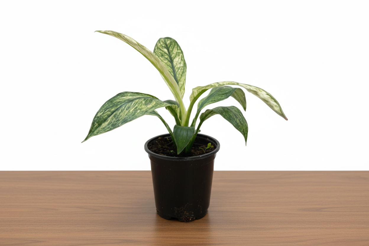 Potted plant with green leaves on a white background