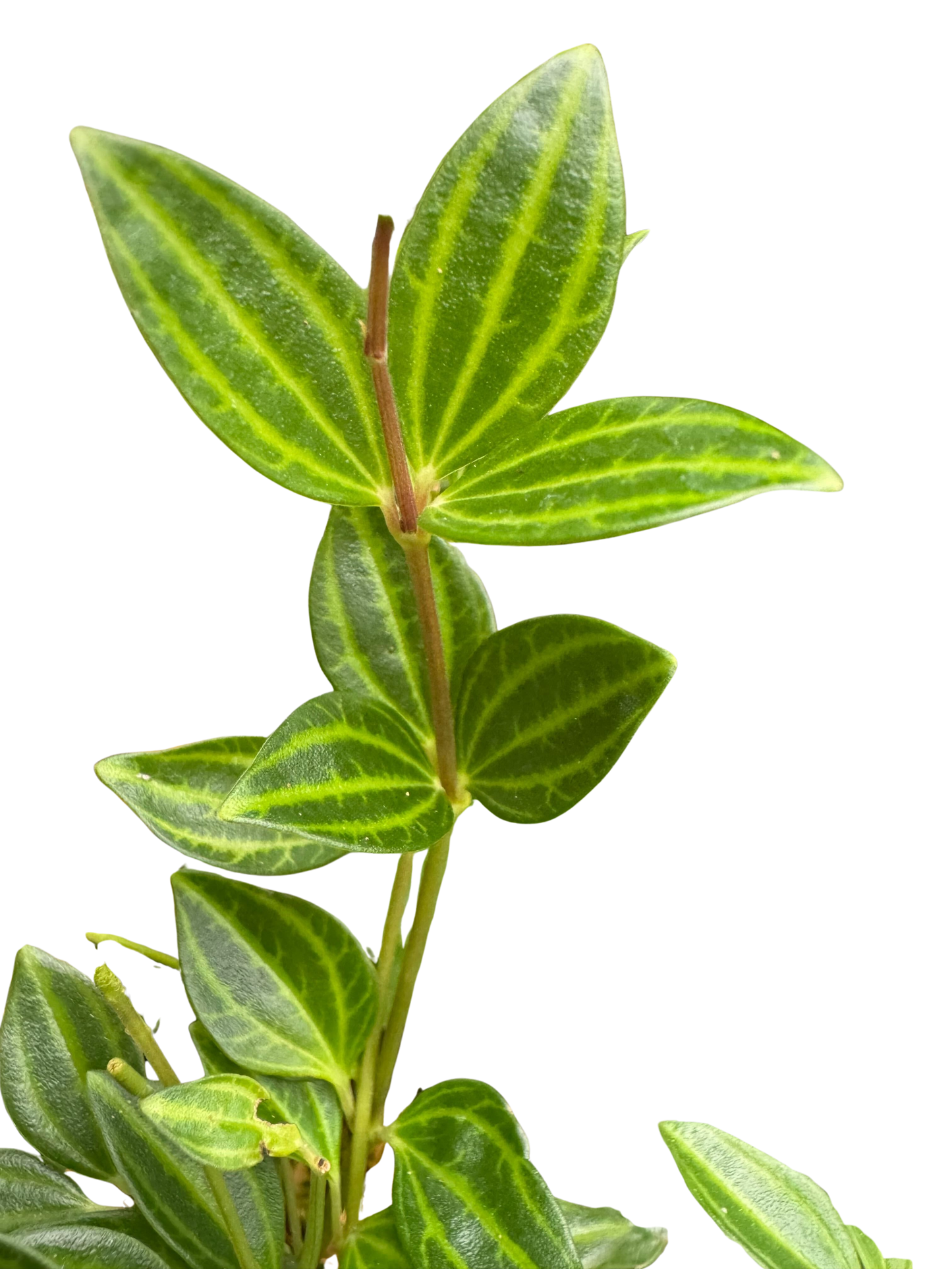 Close-up of Peperomia 'Angulata' with dark green leaves, pale stripes, and slender red stems.