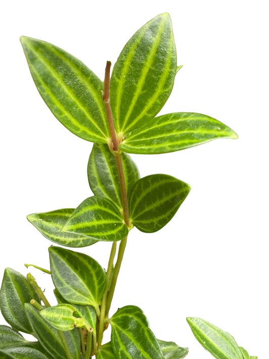 Close-up of Peperomia 'Angulata' with dark green leaves, pale stripes, and slender red stems.