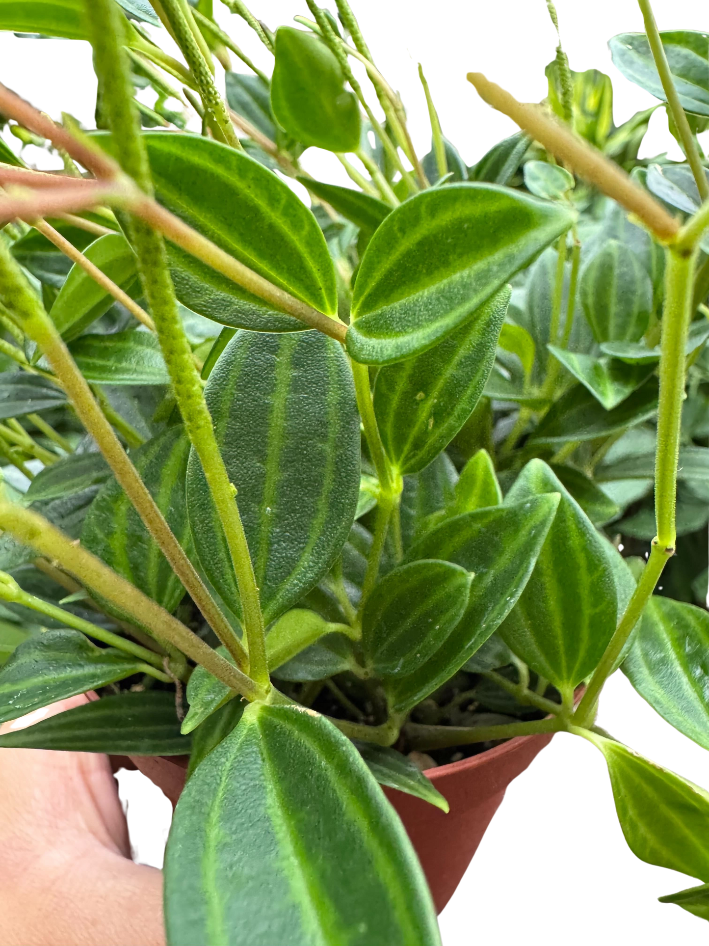 Close-up of Peperomia 'Angulata' with dark green leaves, pale stripes, and slender red stems.