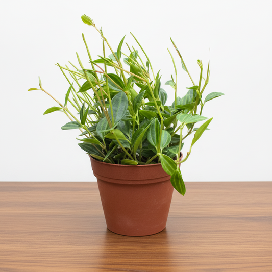 Peperomia 'Angulata' in a brown pot, showing dark green leaves with pale stripes and slender red stems.
