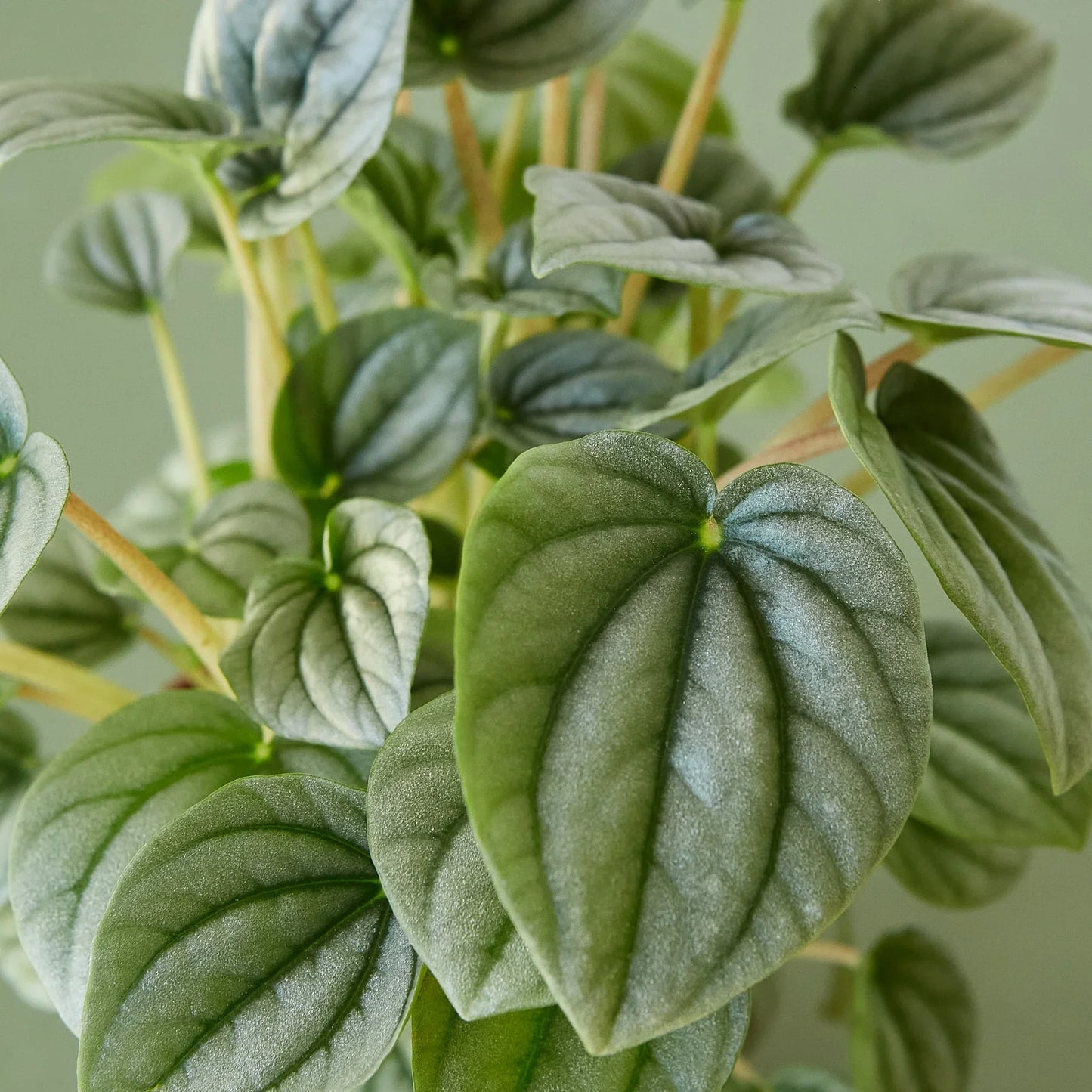 Close-up of a Peperomia 'Frost' plant with thick, circular, silvery-green leaves and ridged texture.