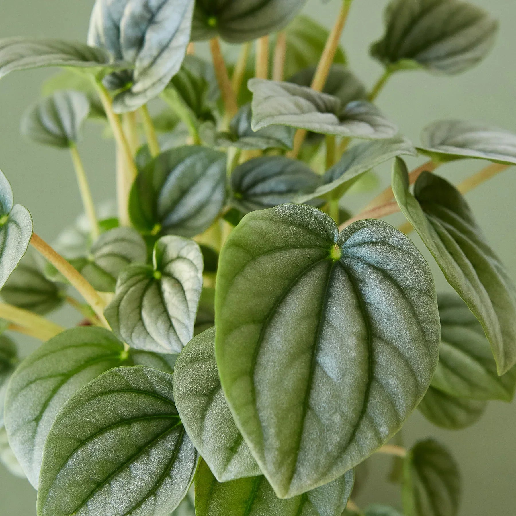 Close-up of a Peperomia 'Frost' plant with thick, circular, silvery-green leaves and ridged texture.