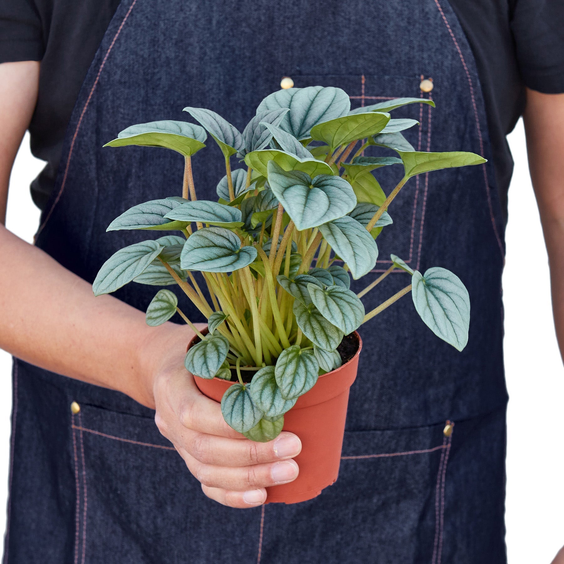 Person in denim apron holding a Peperomia 'Frost' plant with silvery-green, circular leaves in a terracotta pot.