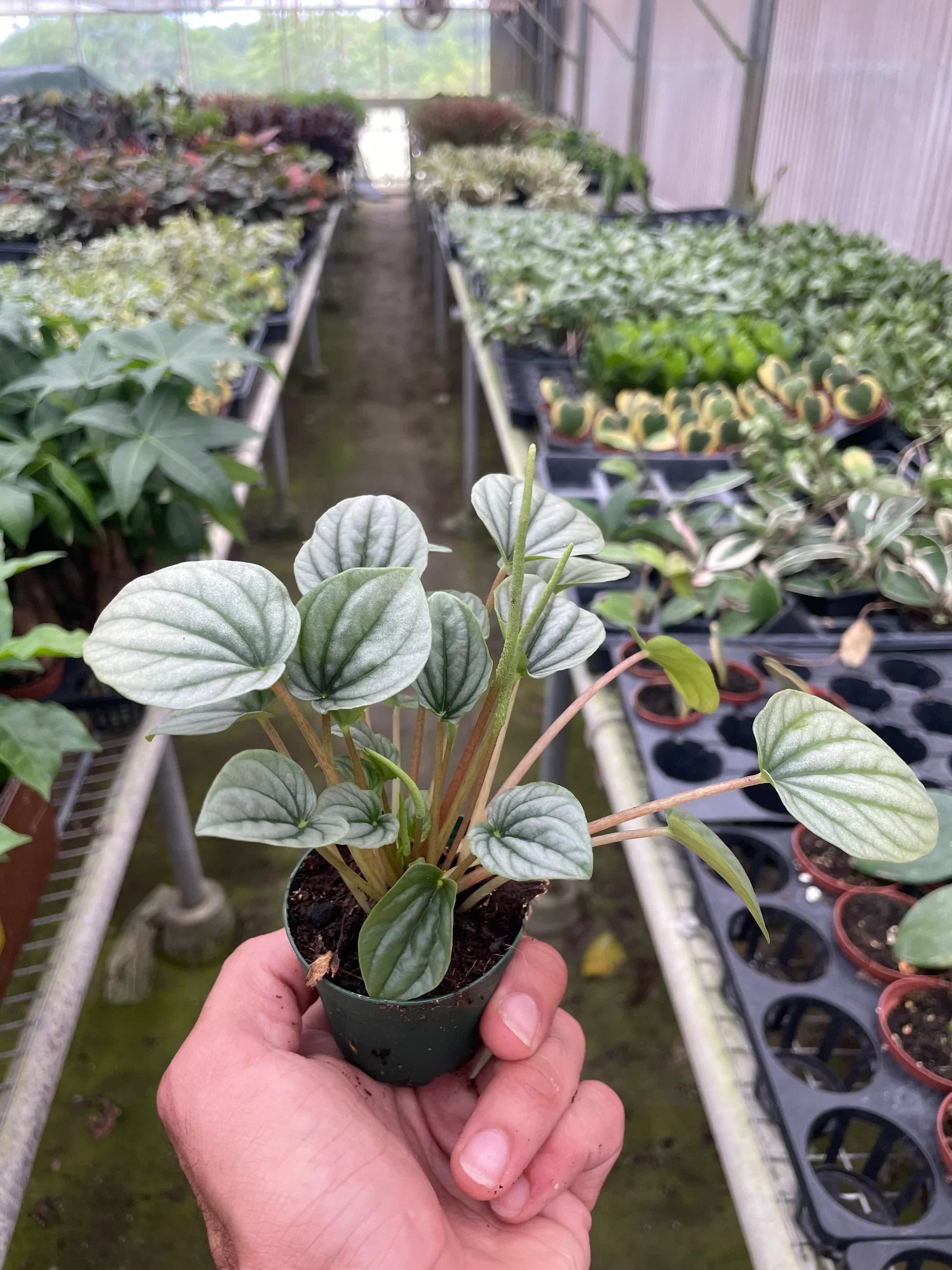 Hand holding a small Peperomia 'Frost' plant with silvery-green, circular, ridged leaves in a nursery.