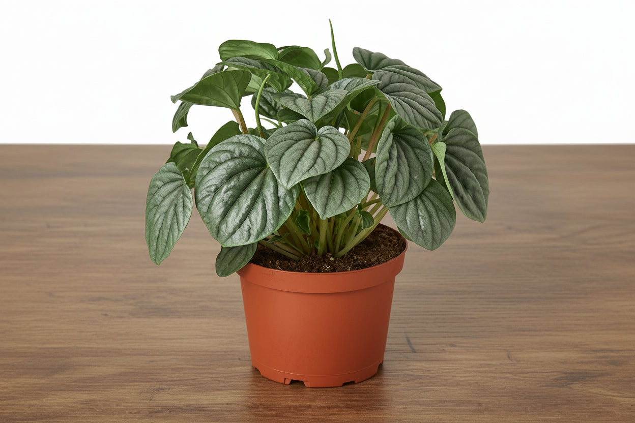Compact Peperomia 'Frost' plant with silvery-green, ridged leaves in a terracotta pot on wood.