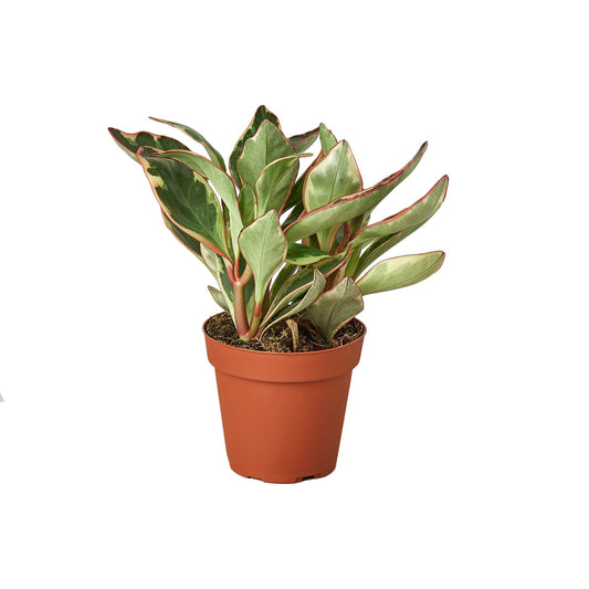 Compact Peperomia 'Ginny' plant in a brown pot, featuring oval leaves with green, cream, and red edges.