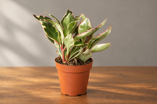 Compact Peperomia 'Ginny' plant in a terracotta pot, featuring oval leaves with green, cream, and red edges on a brown surface with grey background.