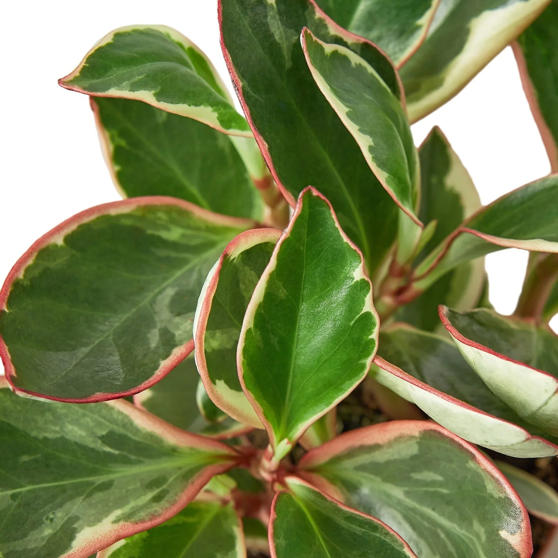 Close-up of a Peperomia 'Ginny' plant with green, creamy variegated leaves and red-pink edges.