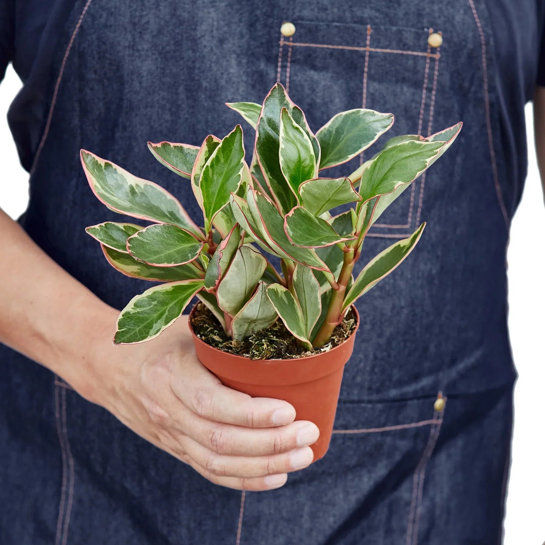 Hand holding a compact Peperomia 'Ginny' plant in a brown pot, with green, cream, and red-edged leaves.