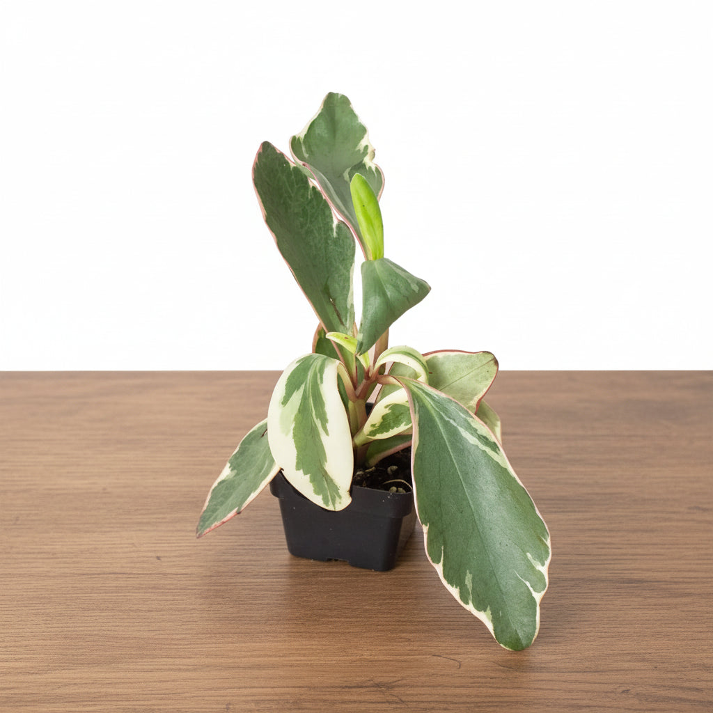 Compact Peperomia 'Ginny' plant with green, creamy variegated, and red-edged leaves in a black pot.