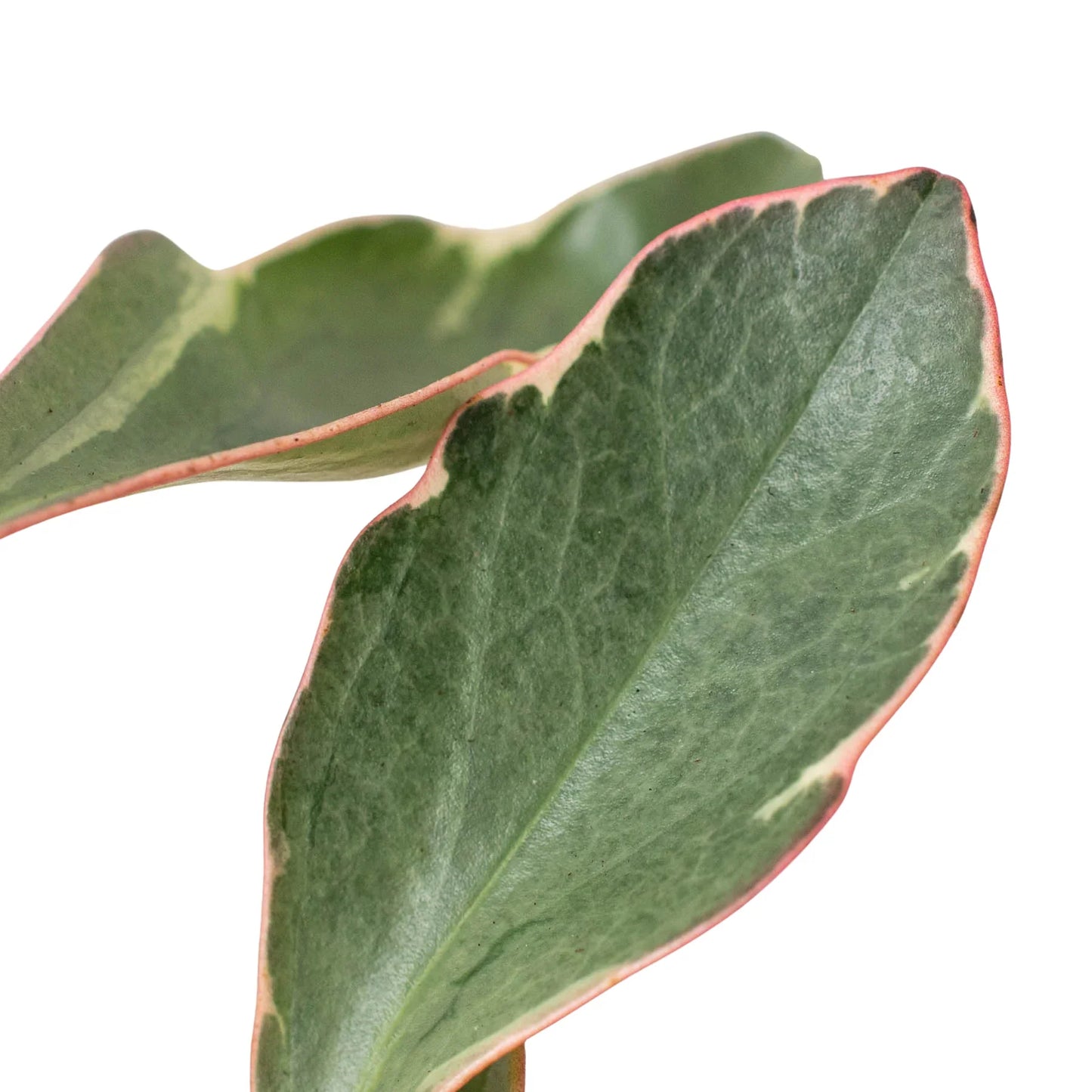 Close-up of Peperomia 'Ginny' leaves with green centers, creamy variegation, and red-pink edges.