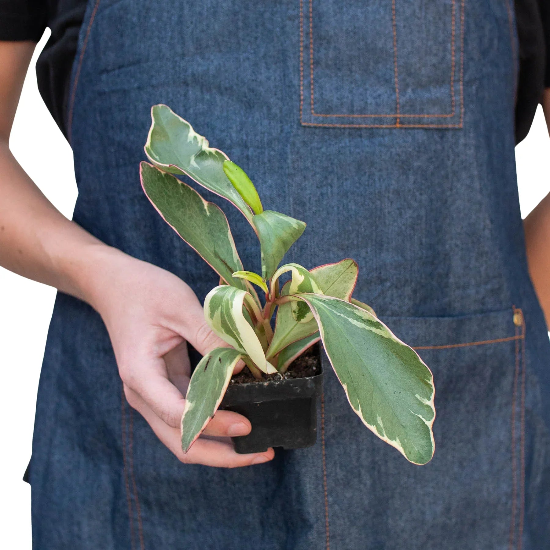 Person in denim apron holding a small Peperomia 'Ginny' plant with green, cream, and red-pink leaves.
