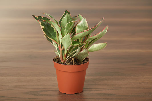 Compact Peperomia 'Ginny' plant in a terracotta pot, featuring oval leaves with green, cream, and red edges.