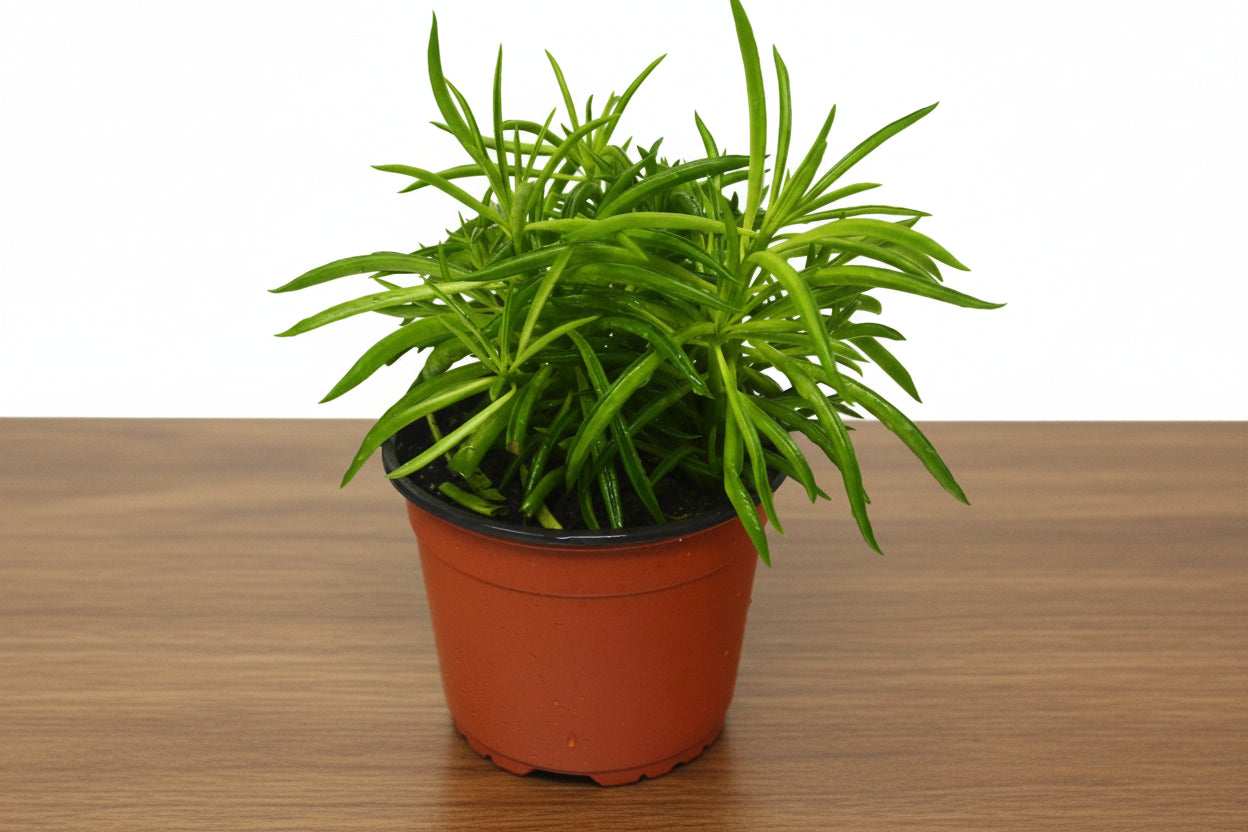 Potted plant with green leaves on a white background