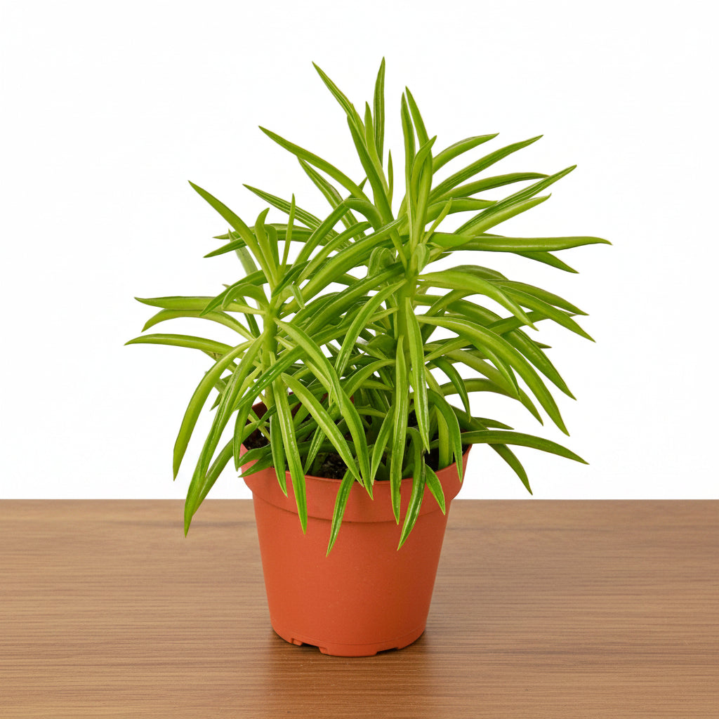 Potted plant with green leaves on a white background