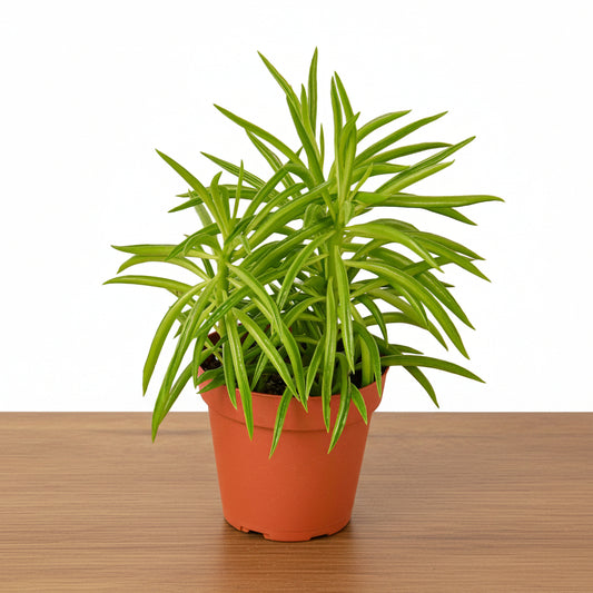Potted plant with green leaves on a white background