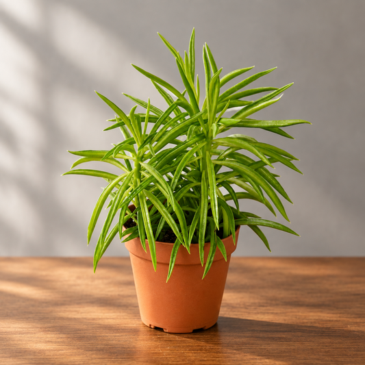Potted peperomia ‘green bean’ plant with green leaves on a brown surface with grey background